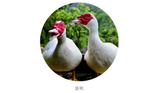 水禽課堂丨番鴨細(xì)小病毒病你了解多少？